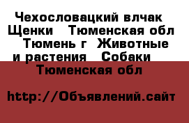 Чехословацкий влчак. Щенки - Тюменская обл., Тюмень г. Животные и растения » Собаки   . Тюменская обл.